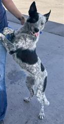 Shelter Stray Female Dog last seen Near BLOCK ALTA VISTA DR, BAKERSFIELD CA 93305, 3951 Fruitvale Ave, Bakersfield, CA 93308, USA