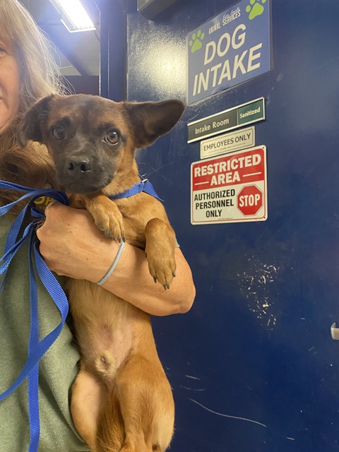 Shelter Stray Male Dog last seen Near OLIVE DR, BAKERSFIELD CA 93308, 3951 Fruitvale Ave, Bakersfield, CA 93308, USA