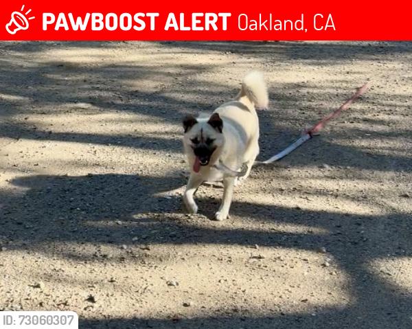 Lost Female Dog last seen Near 88th ave Oakland C A 94621, Oakland, CA 94621
