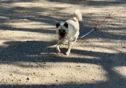 Lost Female Dog last seen Near 88th ave Oakland C A 94621, Oakland, CA 94621