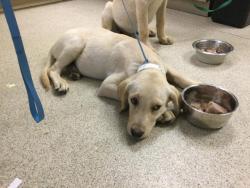 Shelter Stray Female Dog last seen Near BLOCK SANDY LN, RIVERSIDE CA 92505, 6851 Van Buren Boulevard, Jurupa Valley, CA 92509, USA