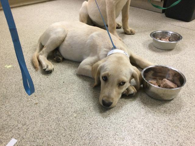 Shelter Stray Female Dog last seen Near BLOCK SANDY LN, RIVERSIDE CA 92505, 6851 Van Buren Boulevard, Jurupa Valley, CA 92509, USA
