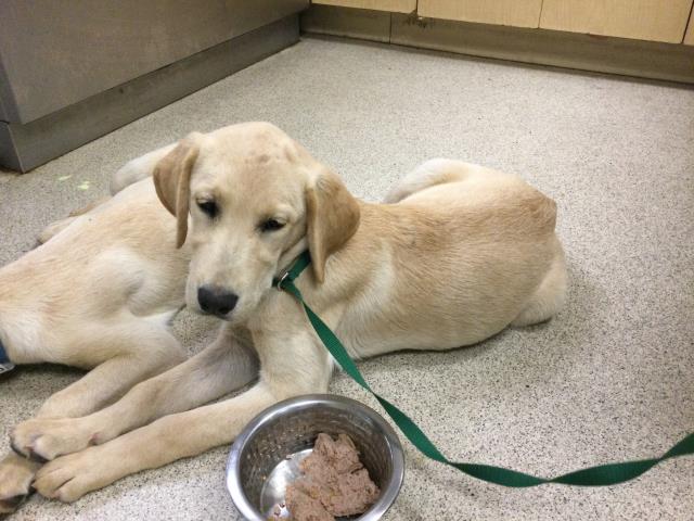 Shelter Stray Female Dog last seen Near BLOCK SANDY LN, RIVERSIDE CA 92505, 6851 Van Buren Boulevard, Jurupa Valley, CA 92509, USA