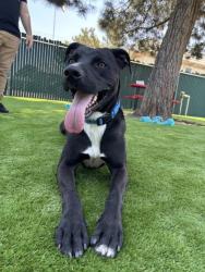 Shelter Stray Male Dog last seen Near BLOCK W. BASELINE RD, 333 Chandler Pl, San Bernardino, CA 92408, USA
