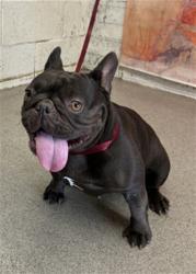 Shelter Stray Female Dog last seen 9TH AND WATERMAN, 333 Chandler Pl, San Bernardino, CA 92408, USA