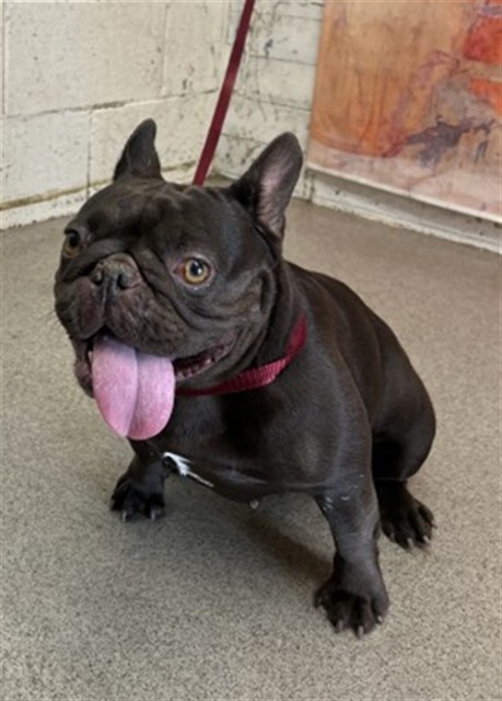 Shelter Stray Female Dog last seen 9TH AND WATERMAN, 333 Chandler Pl, San Bernardino, CA 92408, USA