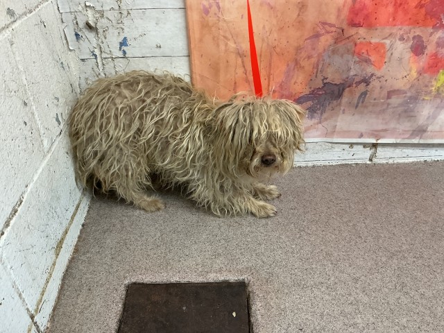 Shelter Stray Male Dog last seen , 333 Chandler Pl, San Bernardino, CA 92408, USA