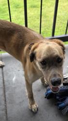 Found/Stray Male Dog last seen Franklin Rd, Boise, ID 83704