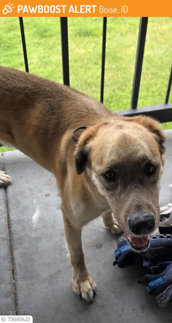 Found/Stray Male Dog last seen Franklin Rd, Boise, ID 83704