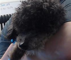 Shelter Stray Male Dog last seen CERES@WILLIAMS, 1419 Bryant St, San Francisco, CA 94103, USA