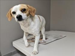 Shelter Stray Male Dog last seen , 3201 Lacy St, Los Angeles, CA 90031, USA