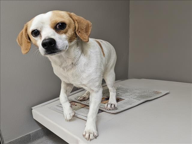 Shelter Stray Male Dog last seen , 3201 Lacy St, Los Angeles, CA 90031, USA
