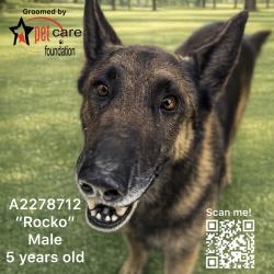 Shelter Stray Male Dog last seen , 1850 W 60th St, Los Angeles, CA 90047, USA