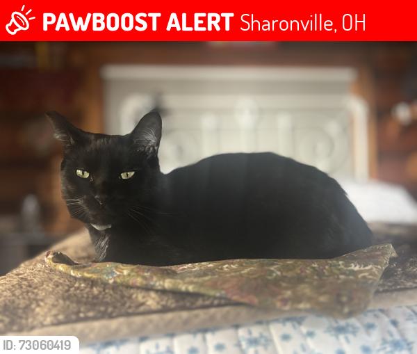 Lost Male Cat last seen Woods behind red roof inn outside room 115, Sharonville, OH 45241
