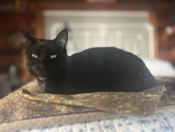 Lost Male Cat last seen Woods behind red roof inn outside room 115, Sharonville, OH 45241