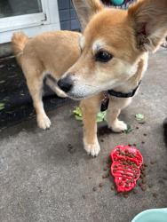 Found/Stray Male Dog last seen Cherry & Sugar Creek, Meridian, ID 83646