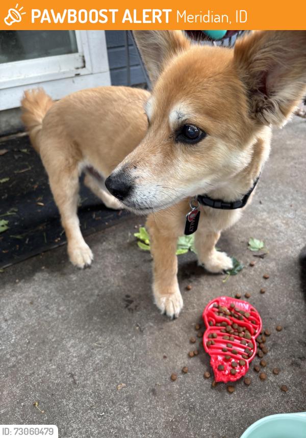 Found/Stray Male Dog last seen Cherry & Sugar Creek, Meridian, ID 83646