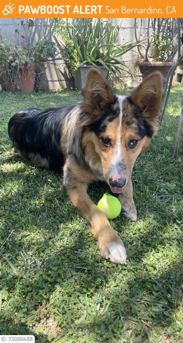 Found/Stray Male Dog last seen N Roberts Avenue, San Bernardino, CA 92411