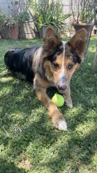Found/Stray Male Dog last seen N Roberts Avenue, San Bernardino, CA 92411