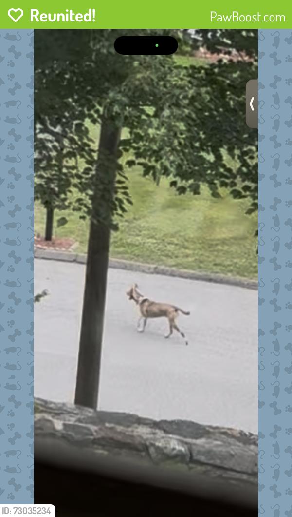 Reunited Unknown Dog last seen Fawn Court near Trump Park Residence , Shrub Oak, NY 10588