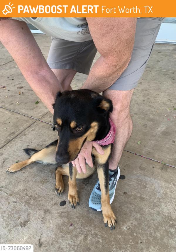 Found/Stray Female Dog last seen Right in front of fitness connection, Fort Worth, TX 76132