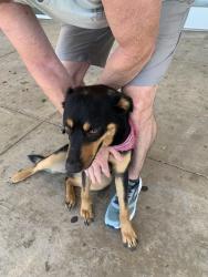 Found/Stray Female Dog last seen Right in front of fitness connection, Fort Worth, TX 76132