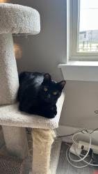 Lost Male Cat last seen Blair st & E Norris st, Philadelphia, PA 19125