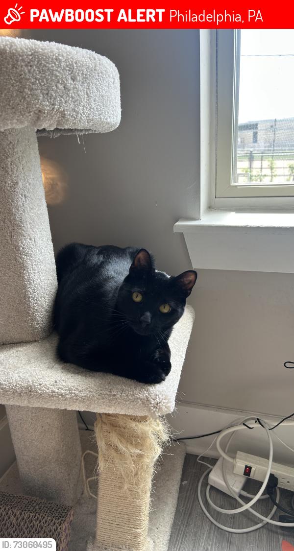 Lost Male Cat last seen Blair st & E Norris st, Philadelphia, PA 19125