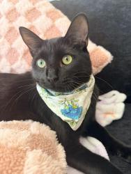 Reunited Male Cat last seen parker rd and main st, Parker, CO 80138
