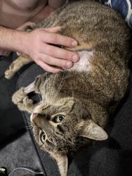 Reunited Female Cat last seen Smith street , Howell Township, NJ 07731
