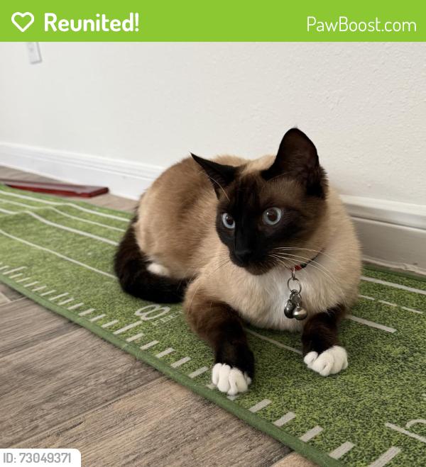 Reunited Male Cat last seen Country Lake Estates on Louetta in Spring Texas, Harris County, TX 77388