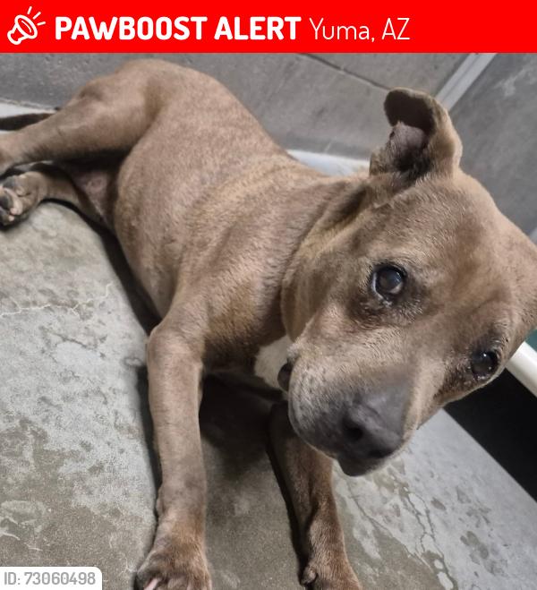 Lost Female Dog last seen S. Redondo cntr dr., Yuma, AZ 85364