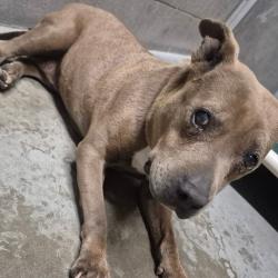 Lost Female Dog last seen S. Redondo cntr dr., Yuma, AZ 85364