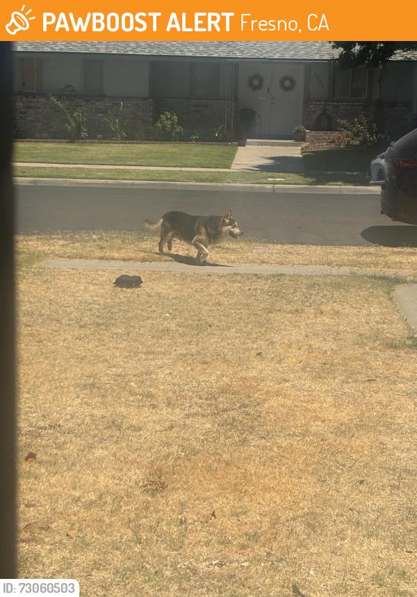Found/Stray Male Dog last seen dokota and first, Fresno, CA 93726