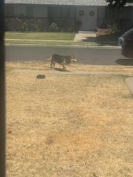 Found/Stray Male Dog last seen dokota and first, Fresno, CA 93726