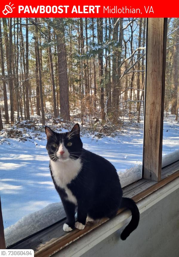 Lost Female Cat last seen Near lakepoint dr midlothian va 23122, Midlothian, VA 23112
