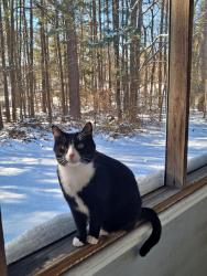 Lost Female Cat last seen Near lakepoint dr midlothian va 23122, Midlothian, VA 23112