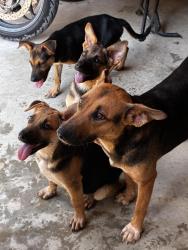 Found/Stray Female Dog last seen Texas 105 East, CR 412 to CR 446, Grimes County, TX 77868