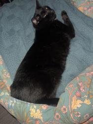 Lost Female Cat last seen Range Ave and Jennings ave, Santa Rosa, CA 95405