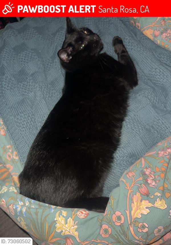 Lost Female Cat last seen Range Ave and Jennings ave, Santa Rosa, CA 95405