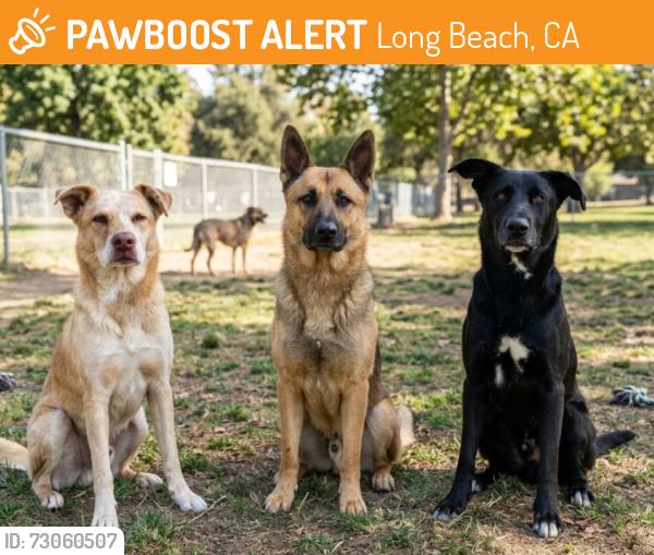Found/Stray Male Dog last seen coolidge park 352 E Neece St, Long Beach, CA 90805, Long Beach, CA 90805
