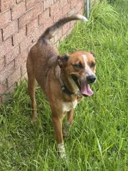 Found/Stray Female Dog last seen Mesquite and Austin Parkway, Sugar Land, TX 77479
