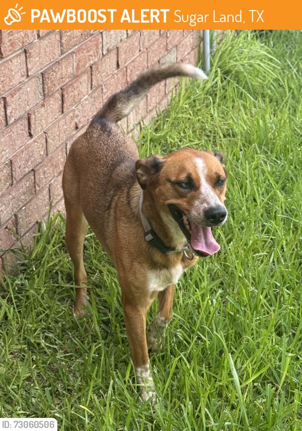 Found/Stray Female Dog last seen Mesquite and Austin Parkway, Sugar Land, TX 77479