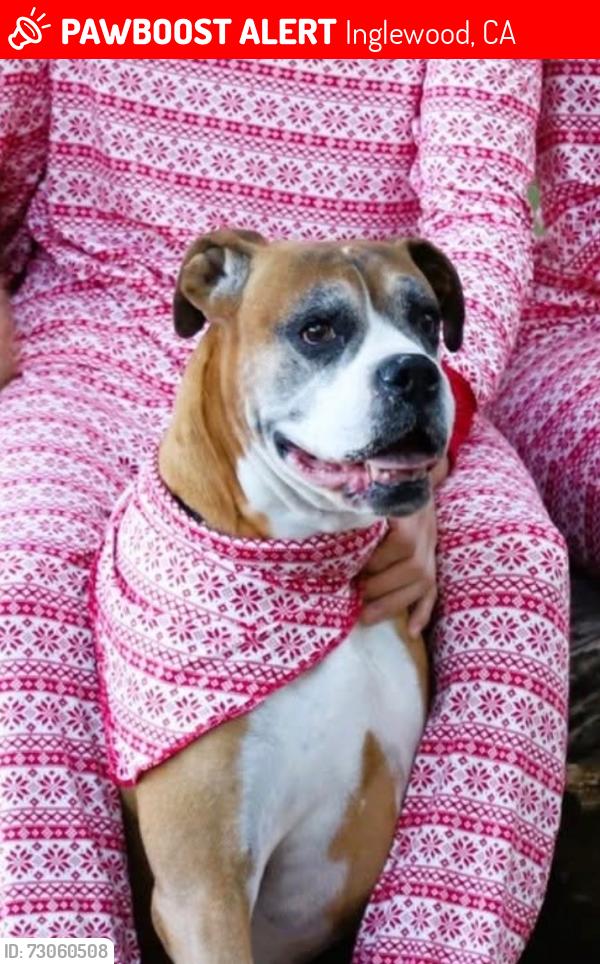 Lost Male Dog last seen 111th pl. and Yukon, Inglewood, CA 90303
