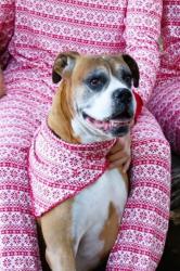 Lost Male Dog last seen 111th pl. and Yukon, Inglewood, CA 90303