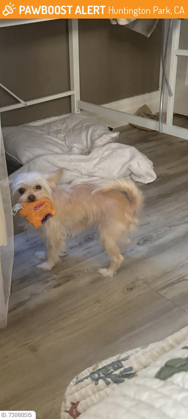 Found/Stray Female Dog last seen huntington park, Huntington Park, CA 90255