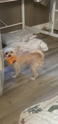 Found/Stray Female Dog last seen huntington park, Huntington Park, CA 90255