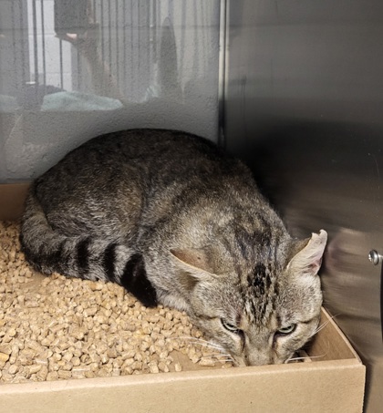 Shelter Stray Male Cat last seen Near Loafers Glory Trail, County/Unicorporated, NC, 1491 Business Park Ct, Gastonia, NC 28052, USA