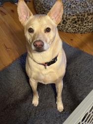 Reunited Male Dog last seen Cross County, Yonkers, NY 10705