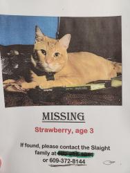 Reunited Male Cat last seen Elks in Bordentown, nj, Fieldsboro, NJ 08505